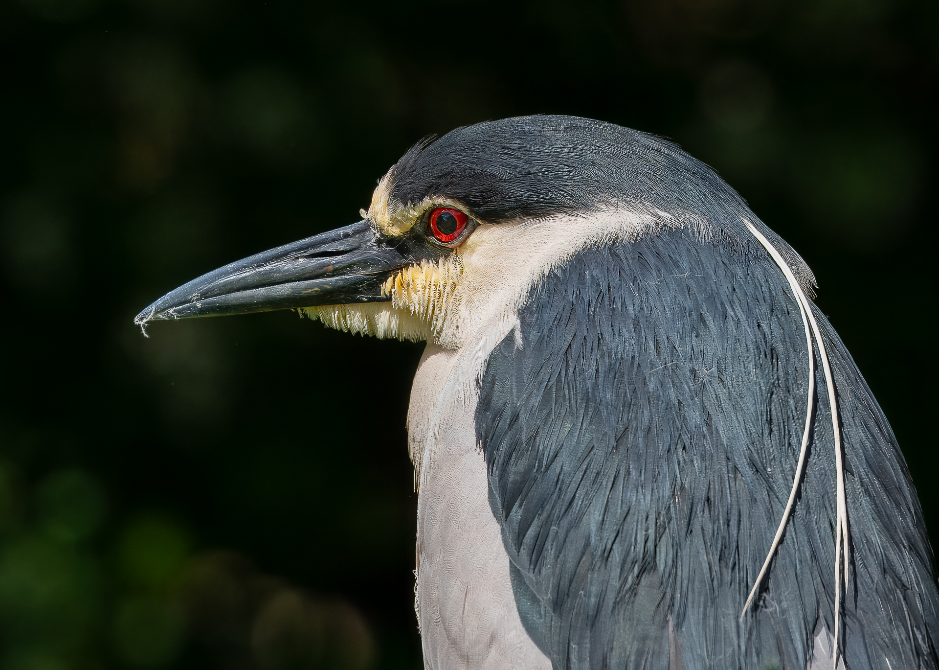 2nd PrizeOpen Nature In Class 3 By Linda Gundersen For Contemplative Night Heron OCT-2024.jpg